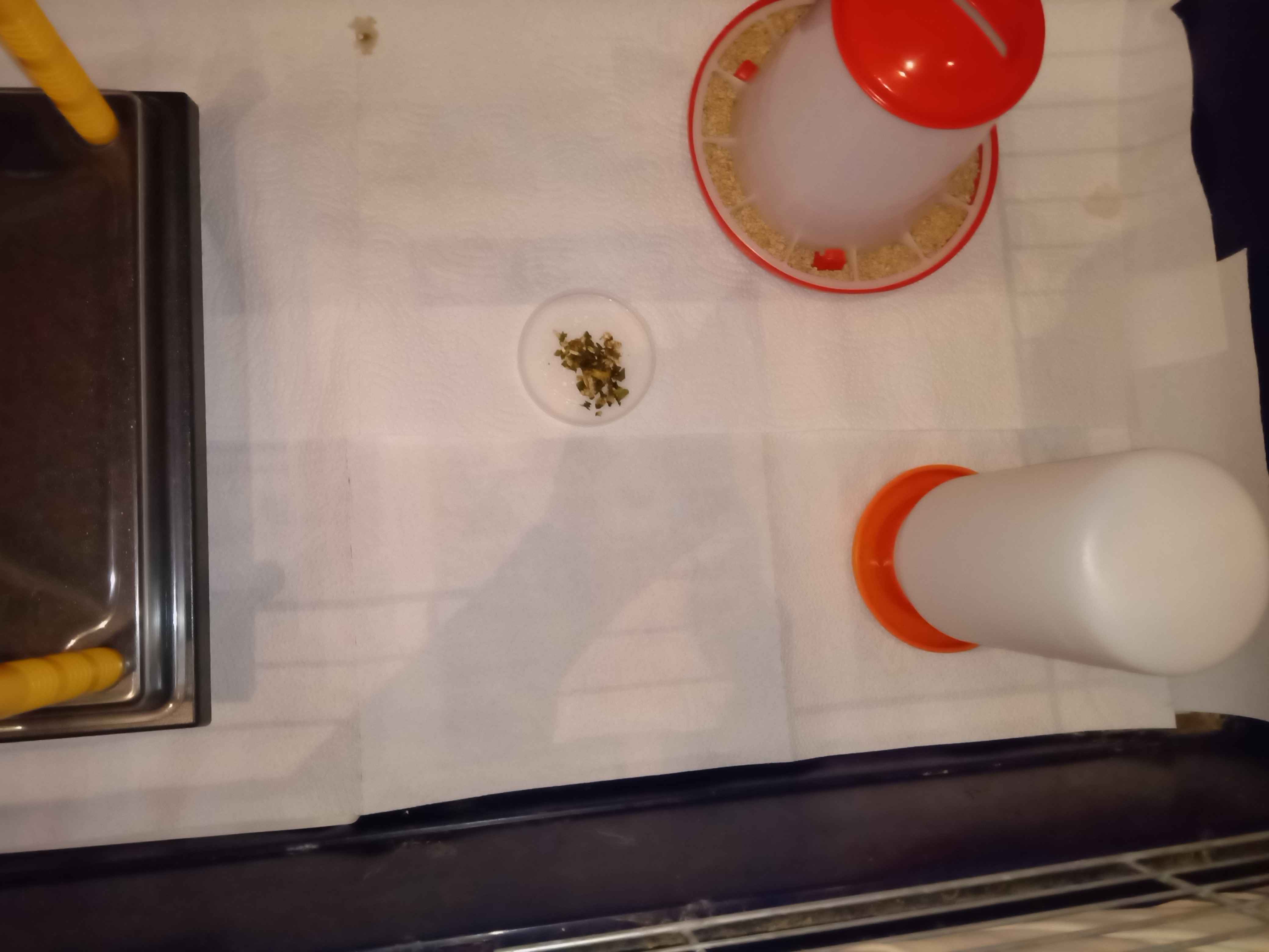 Stall mit etwas selbstgemachtem Wachtelfutter